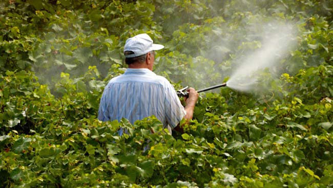 2 Simple Tricks to Remove Pesticides From Fruits and Vegetables