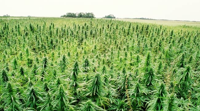 Obama Signs Farm Bill With Amendment To Allow Industrial Hemp Research