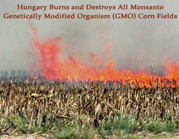 Hungary Burns and Destroys All Monsanto Genetically Modified Organism GMO Corn Fields