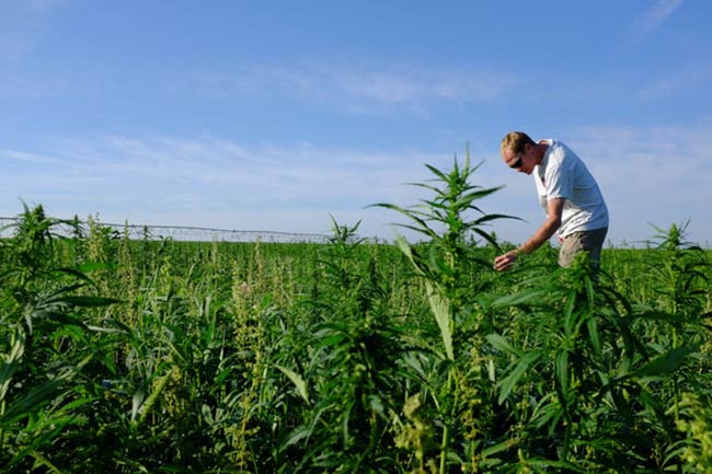 Groundwork Laid, Growers Turn to Hemp in Colorado