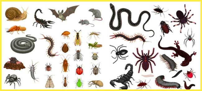 Snakes - Scorpios - Spiders - Mosquitoes Malaria & Ticks Lyme Disease, Caused By Sting, Or Bite Delivering Neurotoxin Poison