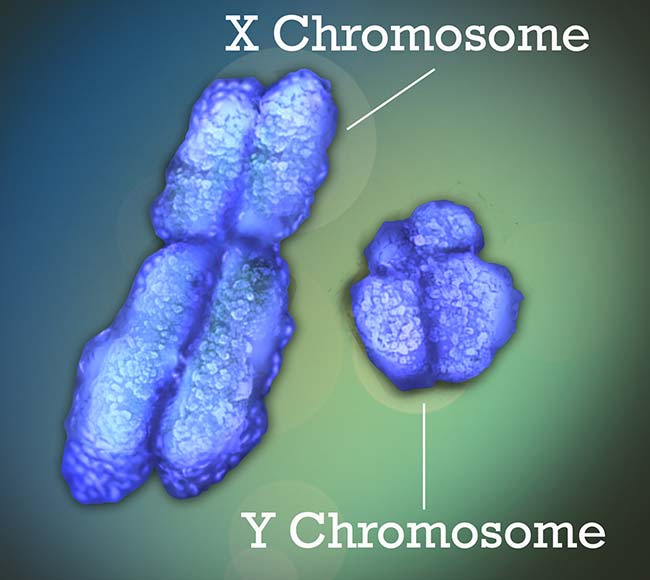 The Y Chromosome: Beyond Gender Determination